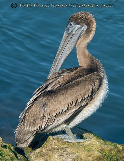 brown pelican